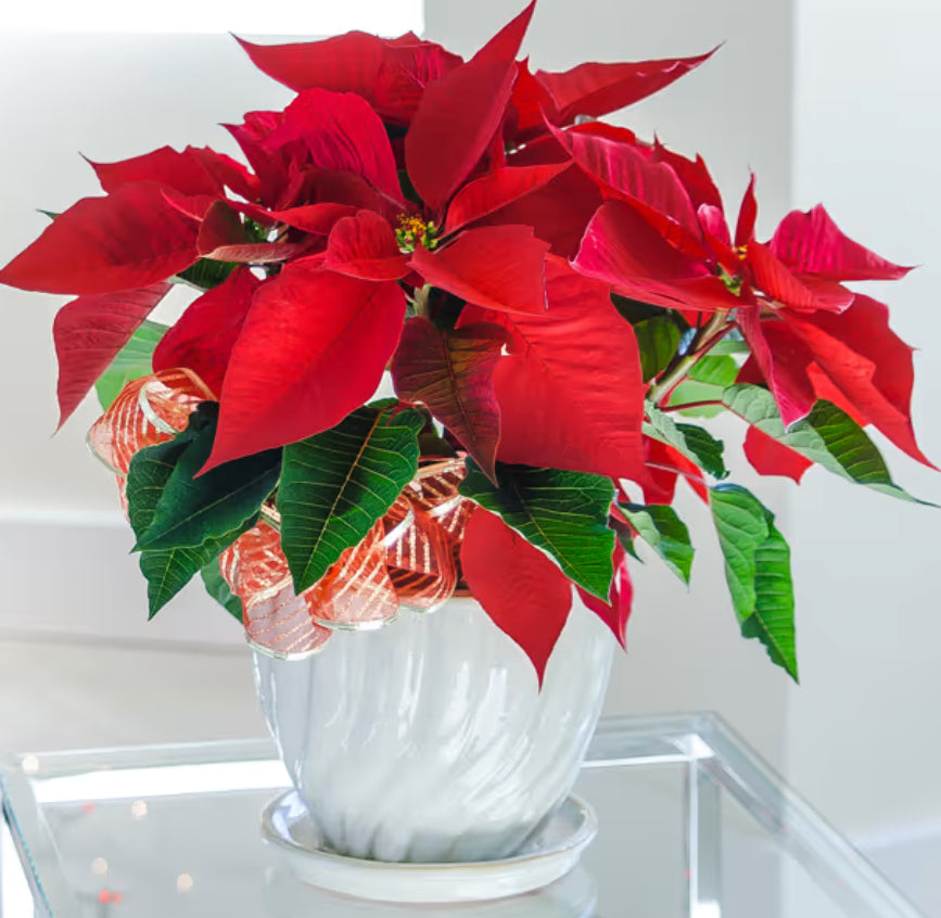 Poinsettia Plant image 0